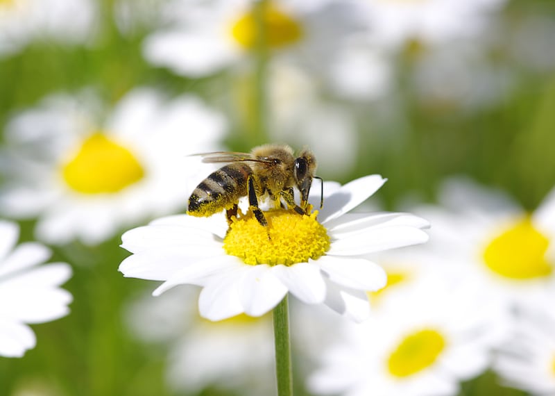 Abeille